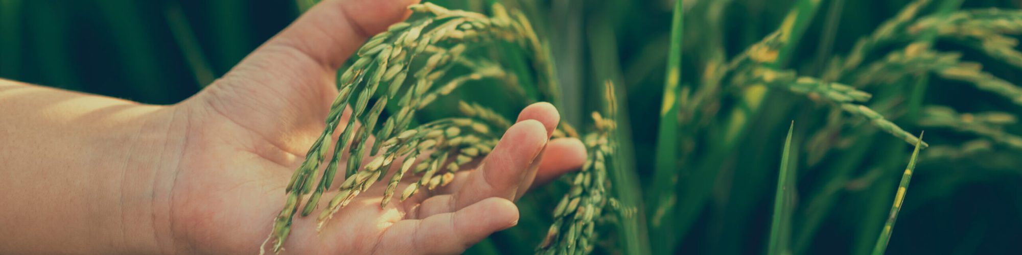 closeup-baby-hands-golden-yellow-rice-bokeh-background